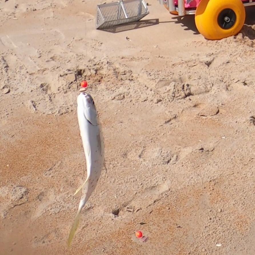 Fishin’ Girl Salted Shrimp + Rig Sample Pack BUNDLE